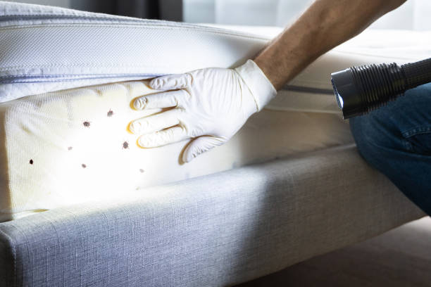 Best Cockroach Control Services  in Sebewaing, MI